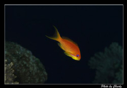 Among thousands of tiny fish around the finger coral - sh... by Charly Kotnik 